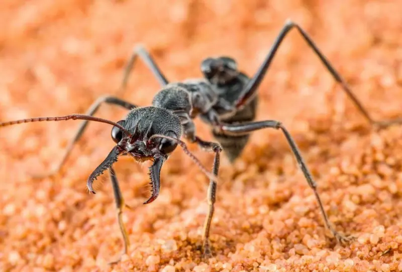 Myrmecia pyriformis — pear-shaped bulldog ant