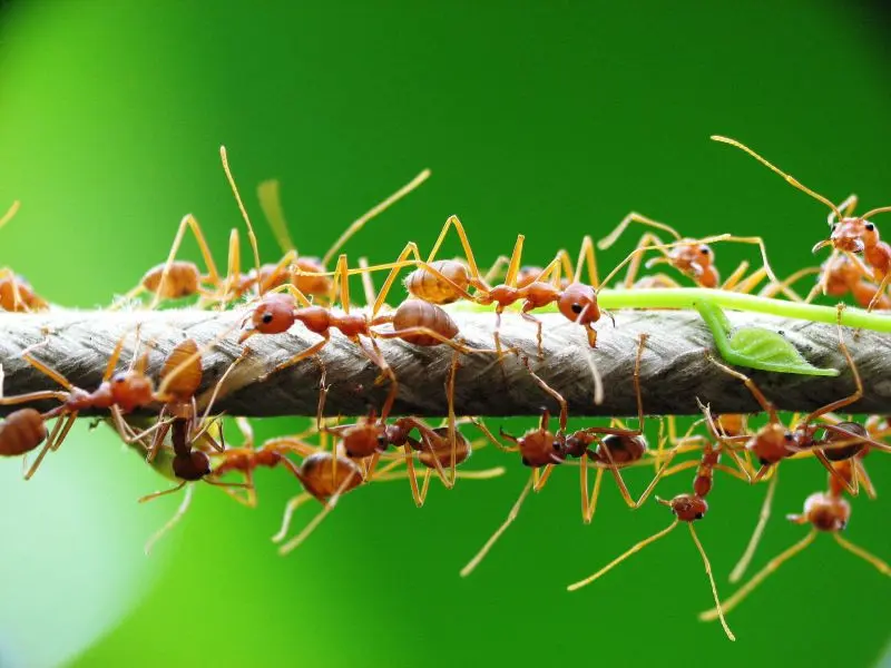 Oecophylla smaragdina — green weaver ant — 1 queen and 6–20 workers