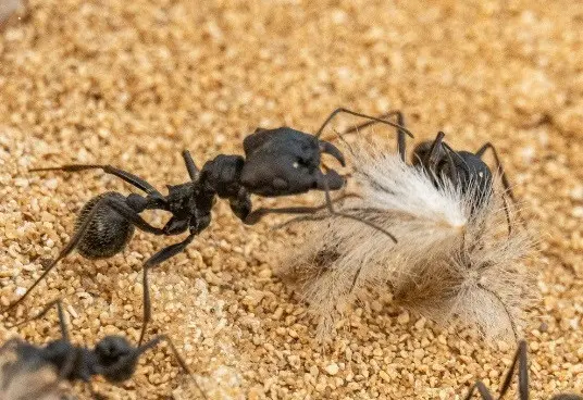Messor arenarius — large harvester ant — 1 queen