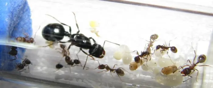 Messor structor — European harvester ant — 2 queens