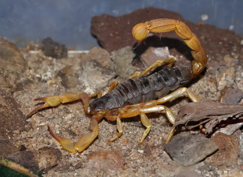 Androctonus australis — yellow fat-tailed scorpion