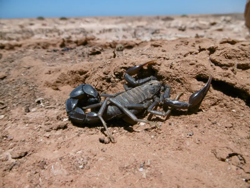 Androctonus gonneti scorpion — Male, L6–L8