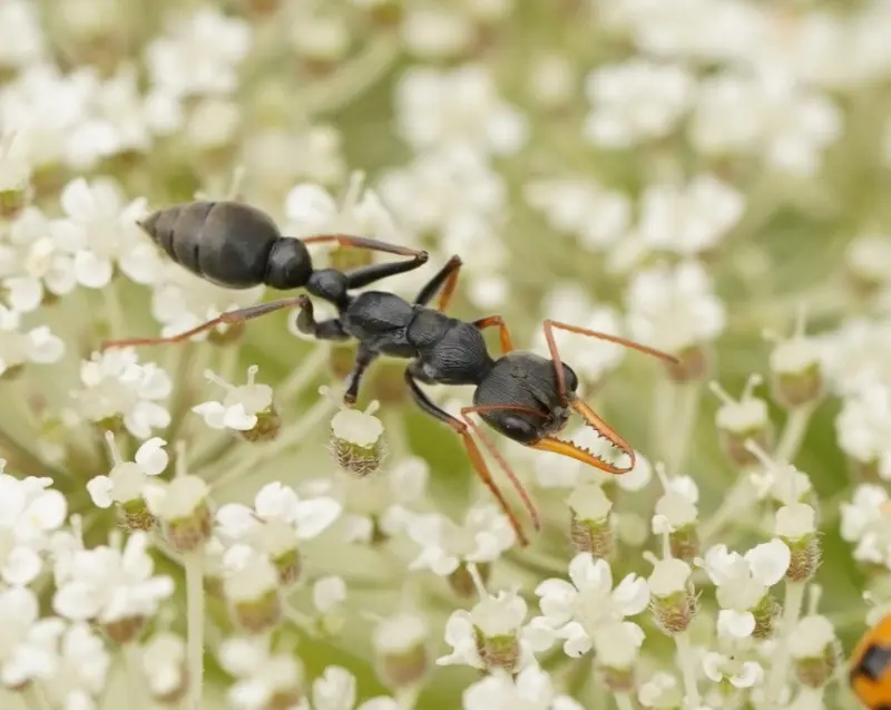 Myrmecia pilosula — Jack Jumper bull ant