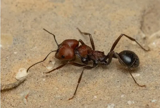 Messor arenarius — large harvester ant — 1 queen