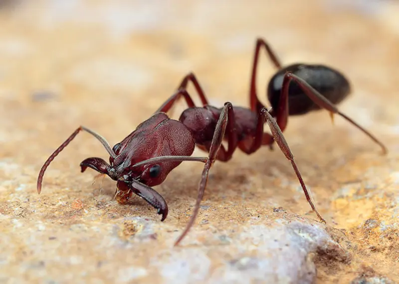 Odontomachus monticola — Asian trap-jaw ant