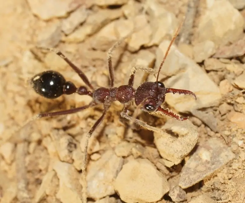 Myrmecia simillima — large Australian bulldog ant
