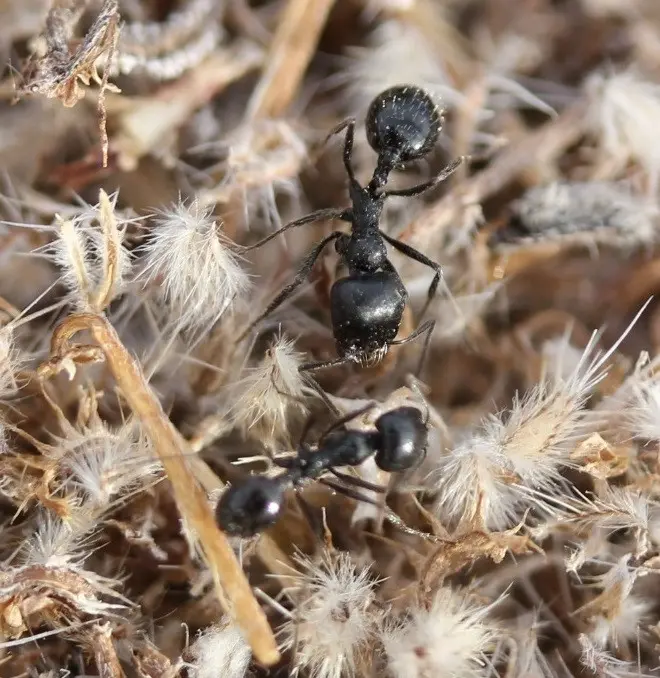 Veromessor pergandei — American harvester ant — 1 queen and 2–10 workers — SKU-M-034-02