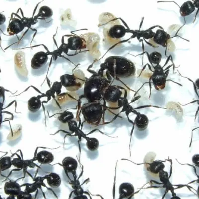 Messor arenarius — великий мураха-жнець — 1 матка та 2–5 робочих