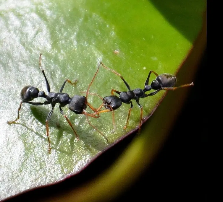 Myrmecia pilosula — Jack Jumper bull ant