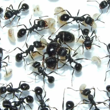 Messor arenarius — large harvester ant — 1 queen