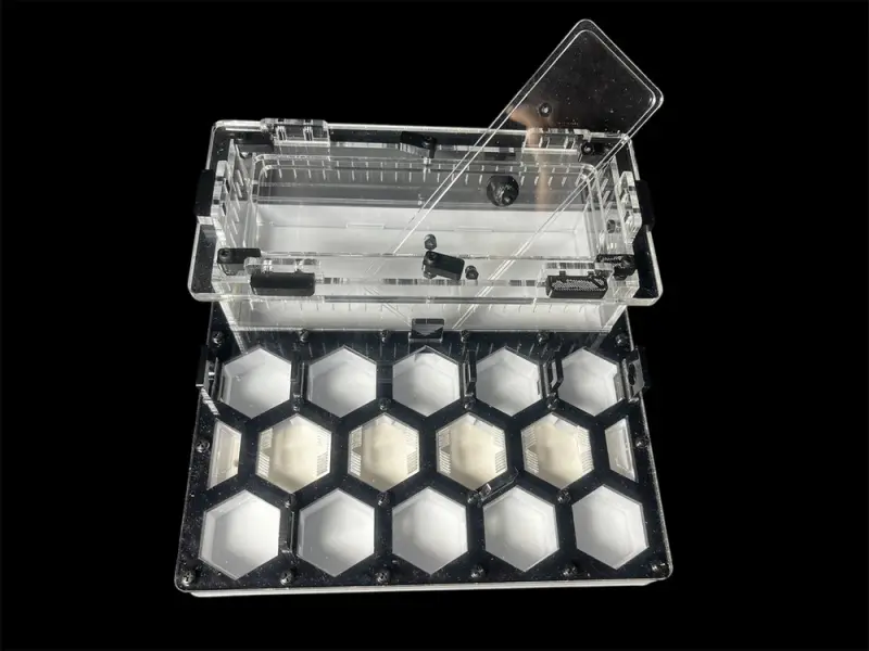ANTMART Honeycomb Black A ant farm, 200×200 mm