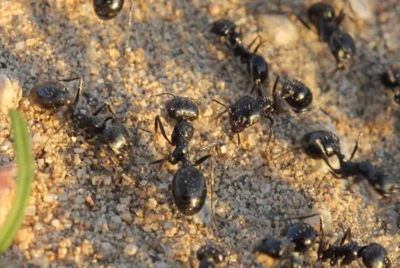 Veromessor pergandei — American harvester ant — 1 queen and 2–10 workers — SKU-M-034-02