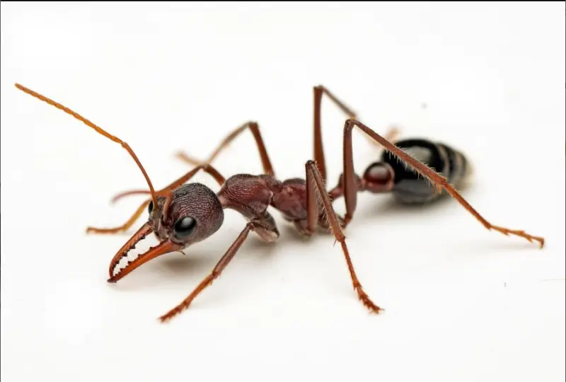 Myrmecia simillima — large Australian bulldog ant
