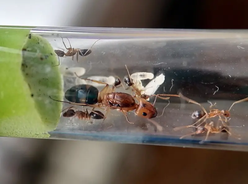 Camponotus maculatus subnudus — spotted carpenter ant