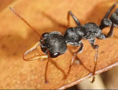 Myrmecia pilosula — мураха-бульдог Jack Jumper