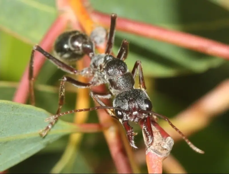 Myrmecia pyriformis — pear-shaped bulldog ant