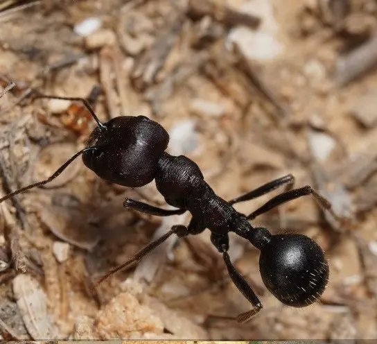 Messor arenarius — large harvester ant — 1 queen