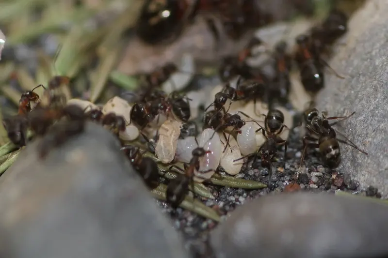 Messor structor — European harvester ant — 2 queens