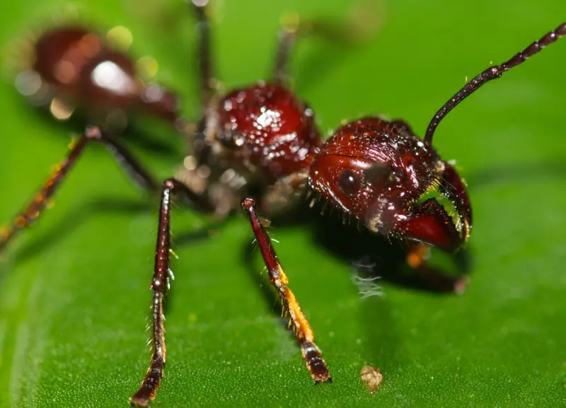 Paraponera clavata — bullet ant for experienced keepers