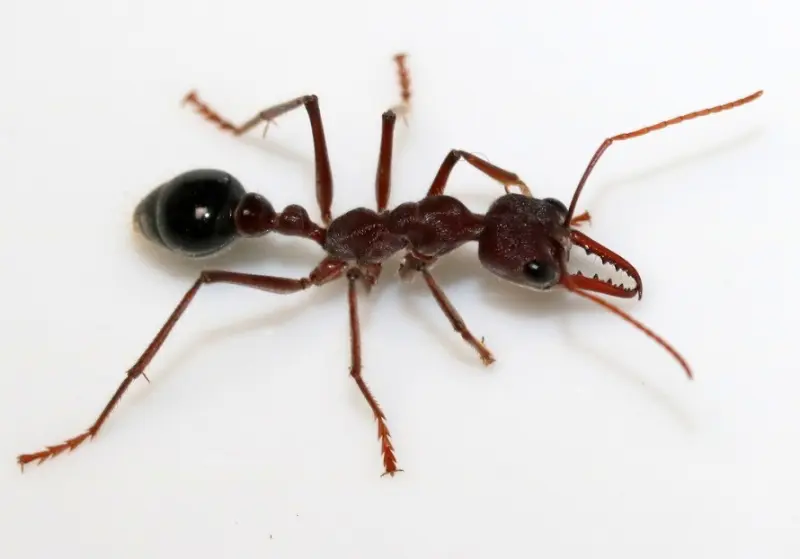 Myrmecia simillima — large Australian bulldog ant