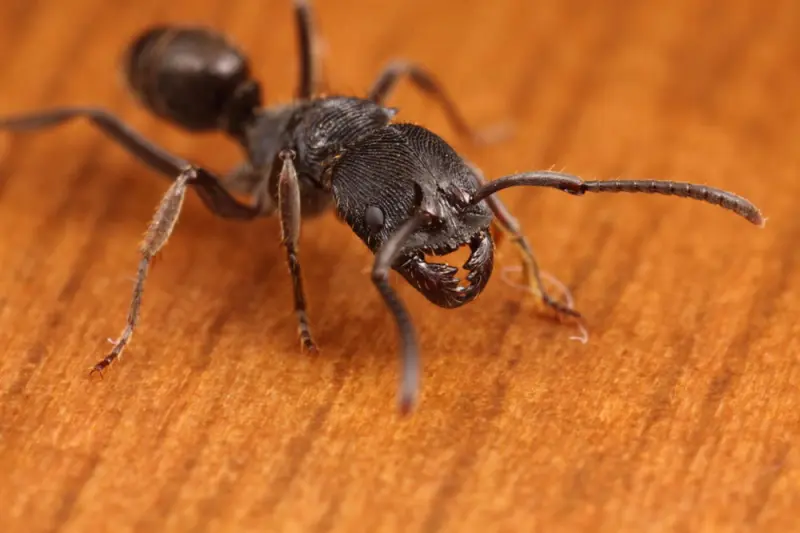 Odontoponera denticulata ants — 1 queen