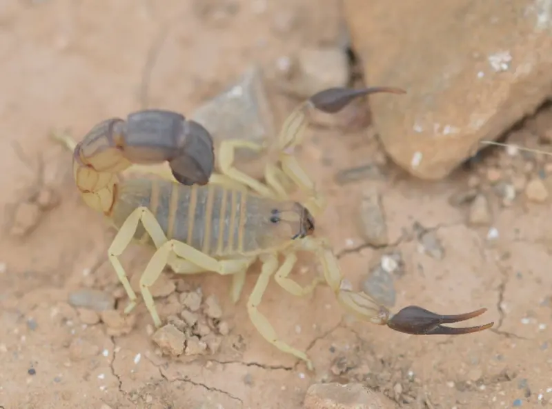 Androctonus australis — yellow fat-tailed scorpion
