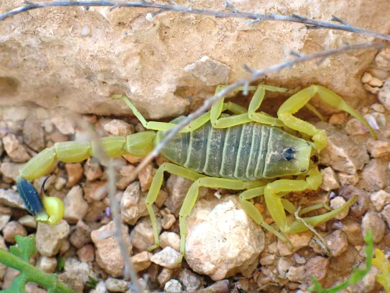 Yellow Leiurus quinquestriatus scorpion
