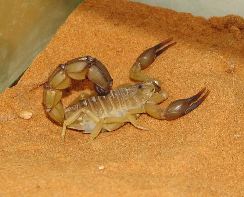 Androctonus australis — yellow fat-tailed scorpion