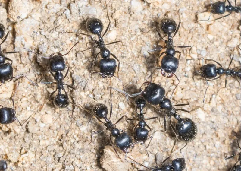 Veromessor pergandei — American harvester ant — 1 queen and 2–10 workers — SKU-M-034-02