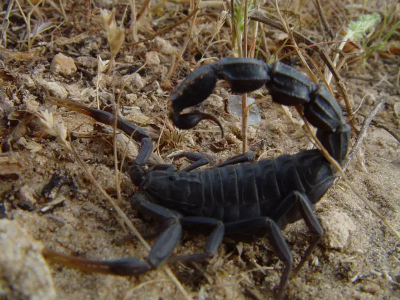 Androctonus bicolor — black fat-tailed scorpion