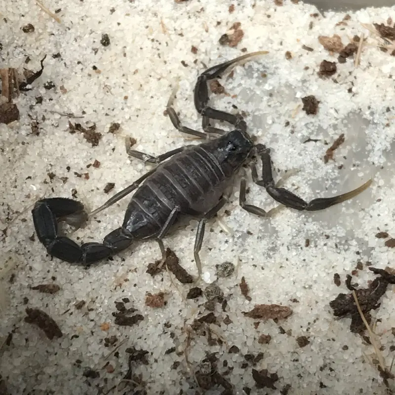 Androctonus gonneti scorpion — Male, L6–L8