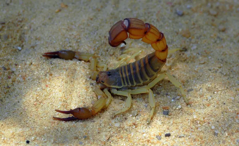 Androctonus australis — yellow fat-tailed scorpion