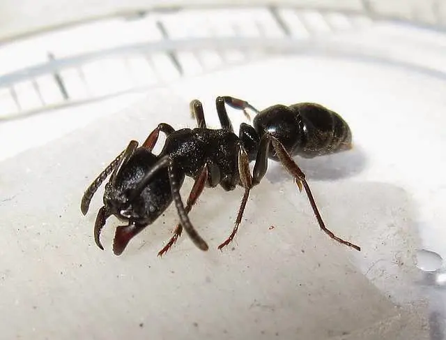 Ectomomyrmex astutus Ants — 1 queen adapted to a module