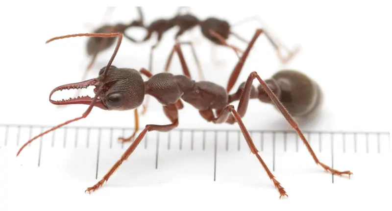Myrmecia pyriformis — pear-shaped bulldog ant