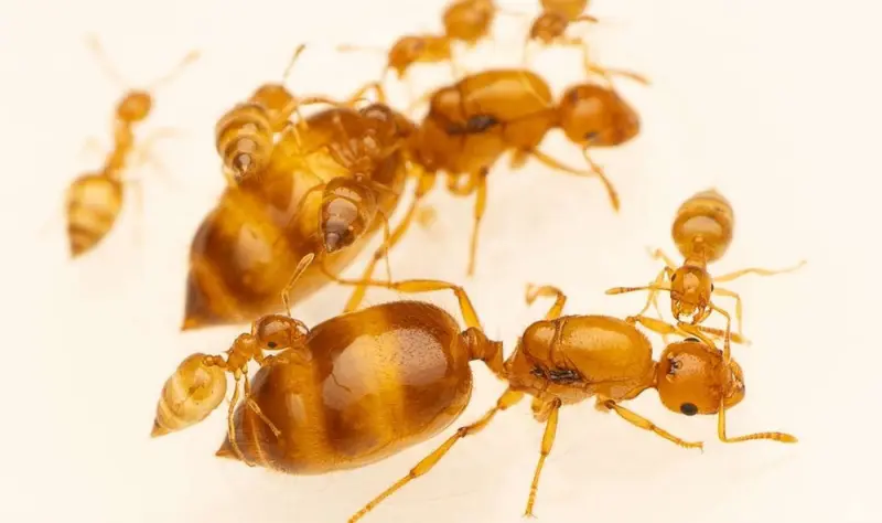 Crematogaster biroi ants — golden acrobat ant — 2 queens and 40–300 workers