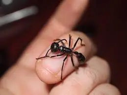 Paraponera clavata — bullet ant for experienced keepers