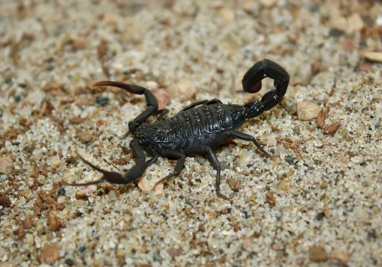 Hottentotta gentili scorpion, black form — Pair, L2–L5