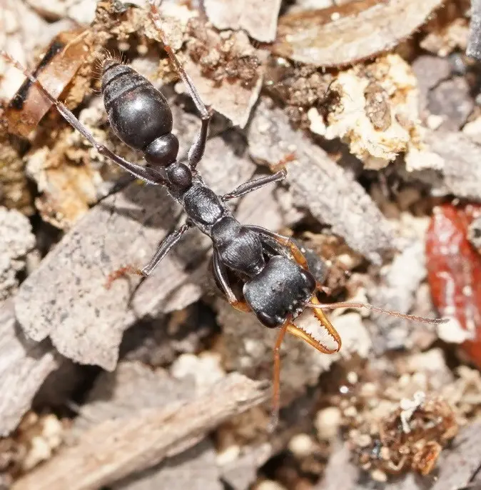 Myrmecia pilosula — Jack Jumper bull ant