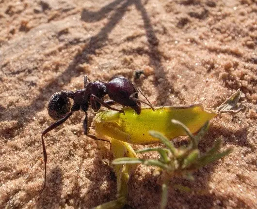 Messor arenarius — large harvester ant — 1 queen