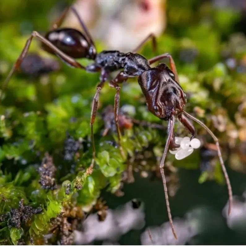Odontomachus monticola — Asian trap-jaw ant