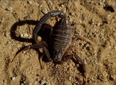 Скорпіон Leiurus jordanensis