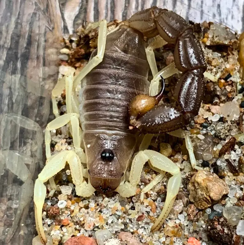 Scorpion Parabuthus schlechteri — male, L2–L5
