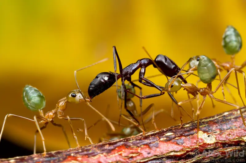 Oecophylla smaragdina — green weaver ant — 1 queen and 6–20 workers