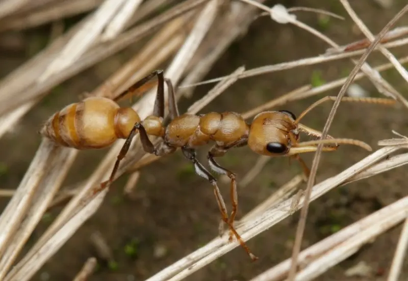 Myrmecia pilosula — Jack Jumper bull ant