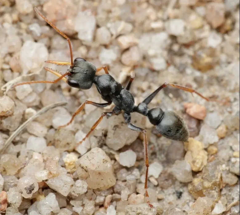 Myrmecia pilosula — Jack Jumper bull ant