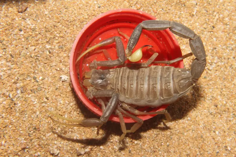 Leiurus jordanensis scorpion