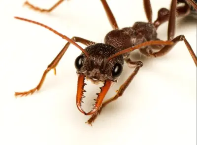 Myrmecia simillima — велика австралійська мураха-бульдог