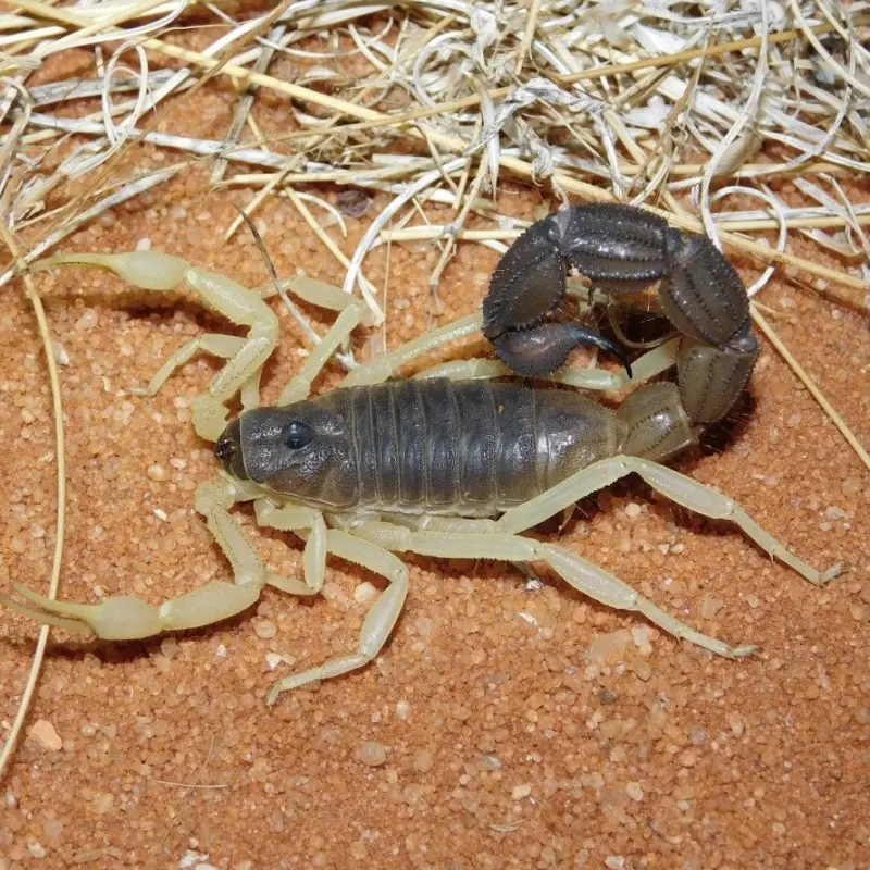 Scorpion Parabuthus schlechteri — male, L2–L5