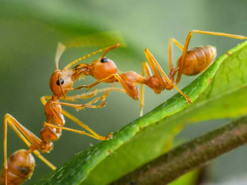 Oecophylla smaragdina — green weaver ant — 1 queen and 6–20 workers