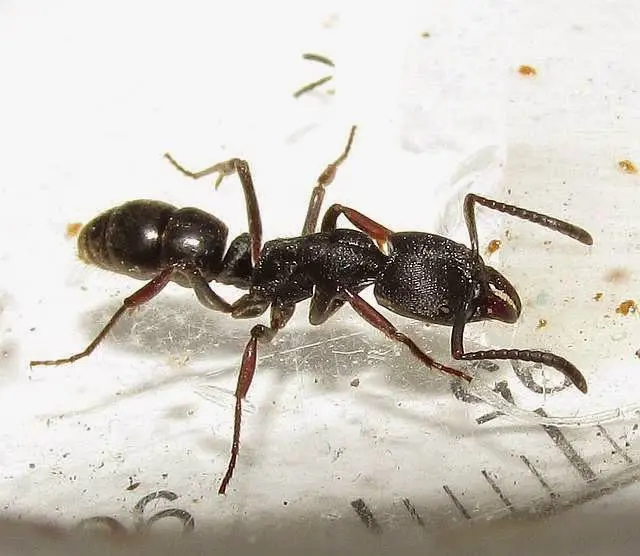 Ectomomyrmex astutus Ants — 1 queen adapted to a module